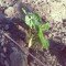 Mongetes de l'hort